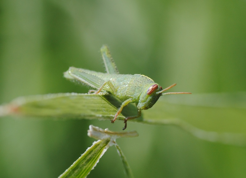 Ninfa di Anacridium aegyptium